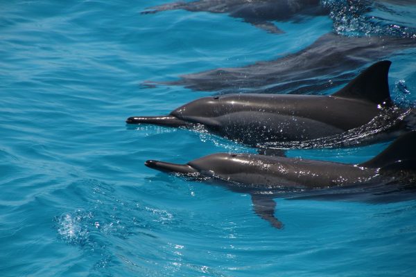 dolfijnen bovenwater