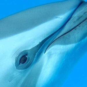 oog dolfijn